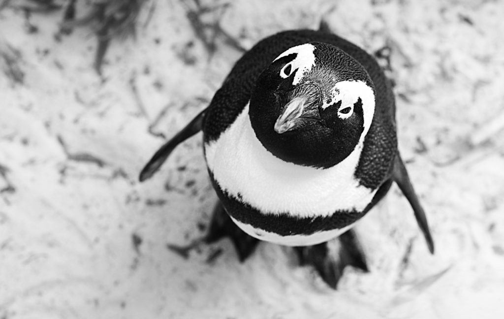Linux ペンギン